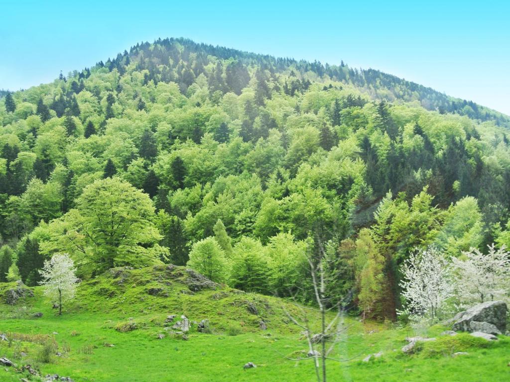 Hotel Großbach Menzenschwand-Hinterdorf Exterior foto